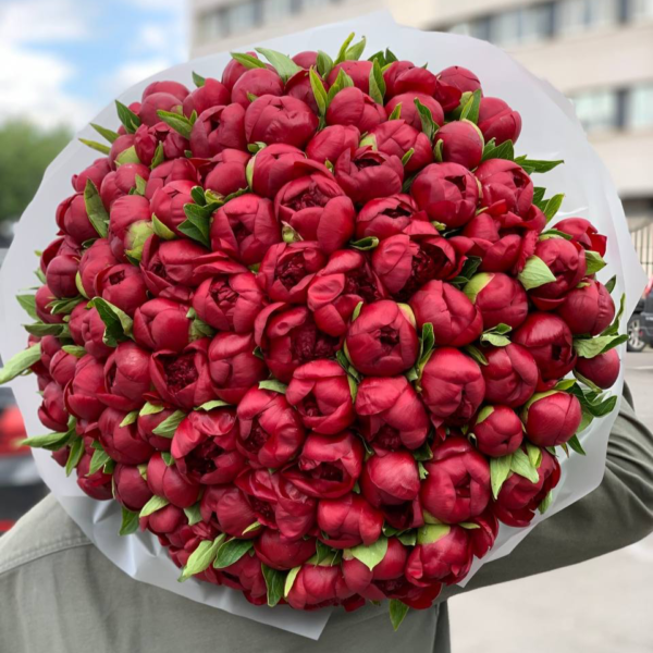 Монобукет из 75 бордовых пионов